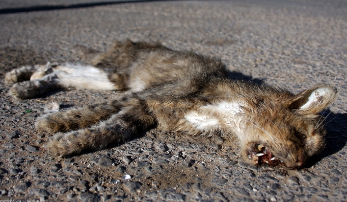 200 tote Katzen & dutzende verwahrloste Tiere in Gartenlaube in Saarbrücken gefunden